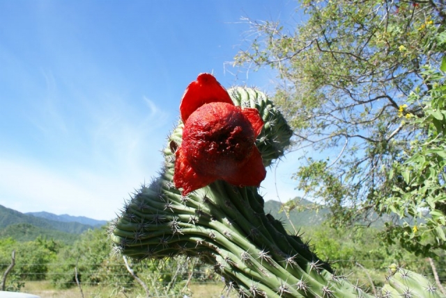 Cactus flower 
